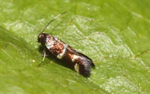 Réf. 341 997 : Stephensia brunnichella